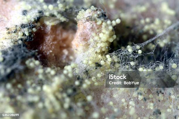 Food Mold Stock Photo - Download Image Now - Botrytis Cinerea, Fungal Mold, 2015