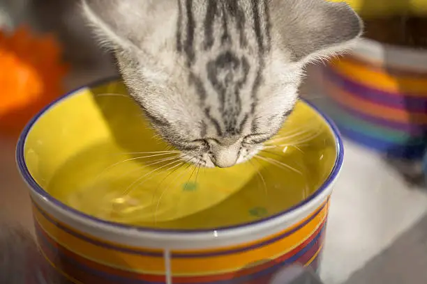 Photo of little tabby kitten drinking water