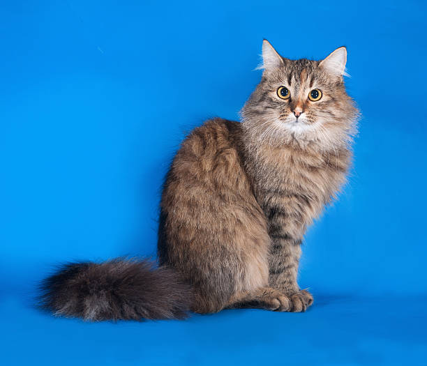 istock Tricolor cat sitting on blue 535230299