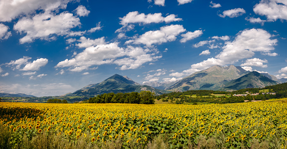 Sunflower field, French Alps, Summer clouds and blue sky in Isere, France. Panoramic view includes Saint-Pierre-de-Mearoz village and the Tabor mountain