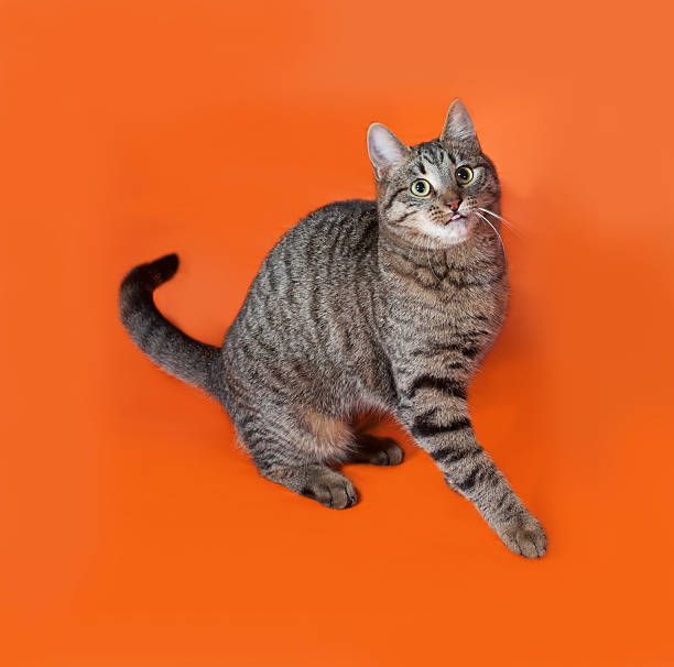 istock Tabby cat sits and licks on orange 535238419