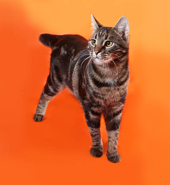 istock Tabby kitten teenager sitting on orange 535238439