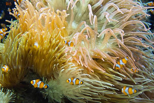 istock Animals - Clownfish, Amphiprion ocellaris 535239189