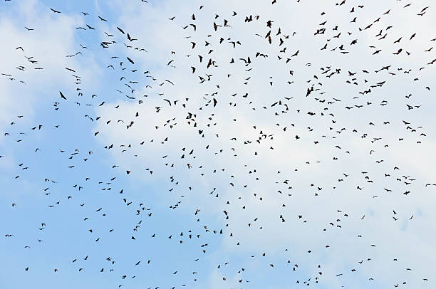 istock bats flaying in the blue sky 535240159