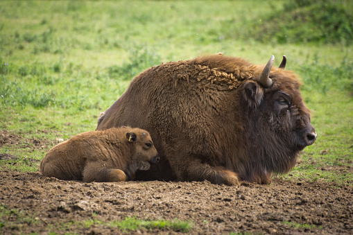European Bison and calf in a field of grass.