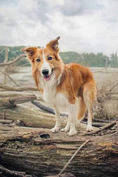 istock Red Border Collie dog is standing on a log 535241847