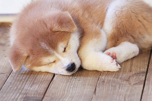 Japanese akita-inu breed sleeping puppyon wooden floor