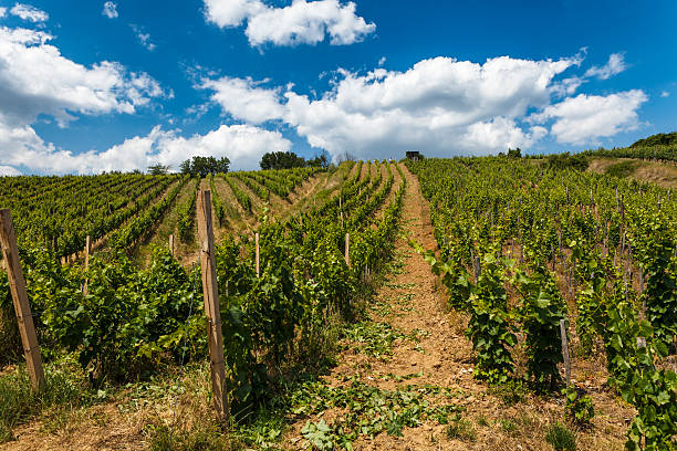 istock Vineyard - viticulture in Tokaj 535242471
