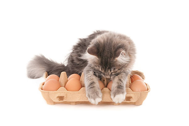 серый kitten looking at свежие яйца на яйцо шкатулка - poultry animal curiosity chicken стоковые фото и изображения