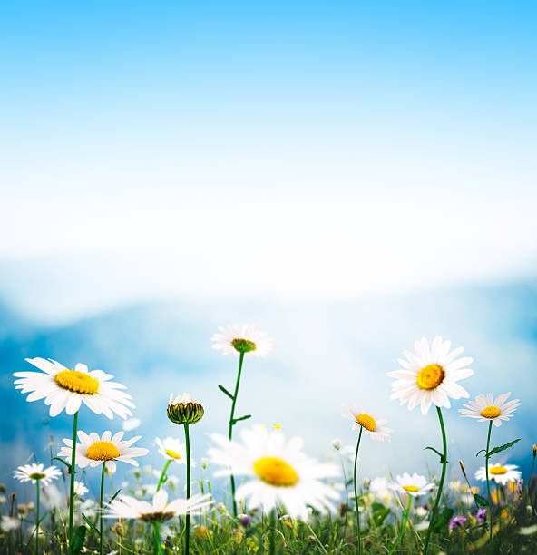 istock Alpine Meadow On a Beautiful Day 535244035