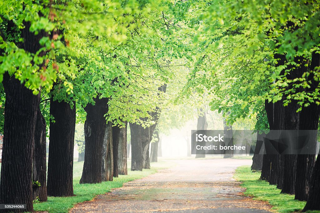 Letna Park In Prague Morning sunlight in a city park (Letna park, Prague). 2015 Stock Photo