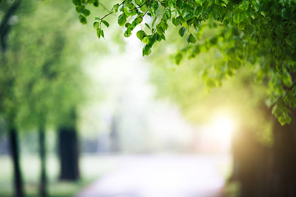 amanecer en el parque de la ciudad - avenue tree fotografías e imágenes de stock