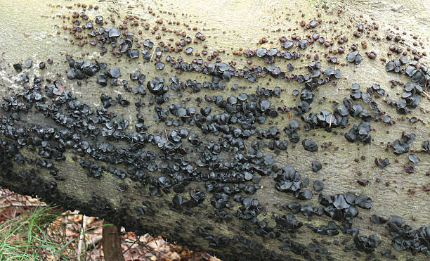 istock Black Bulgar Fungi. 535244119