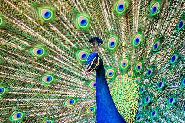 istock Portrait of beautiful peacock with it feathers out 535244427