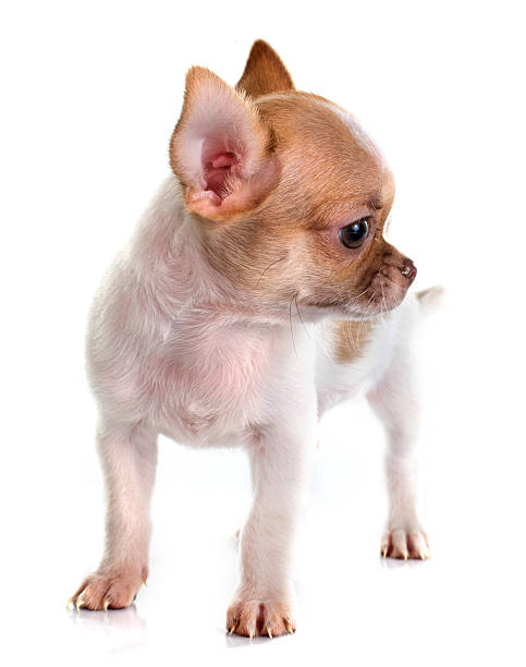 istock puppy chihuahua 535244539