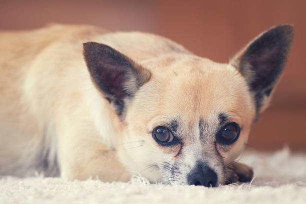istock Little chihuahua resting 535244601