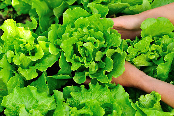 istock lettuce plants in garden 535244709