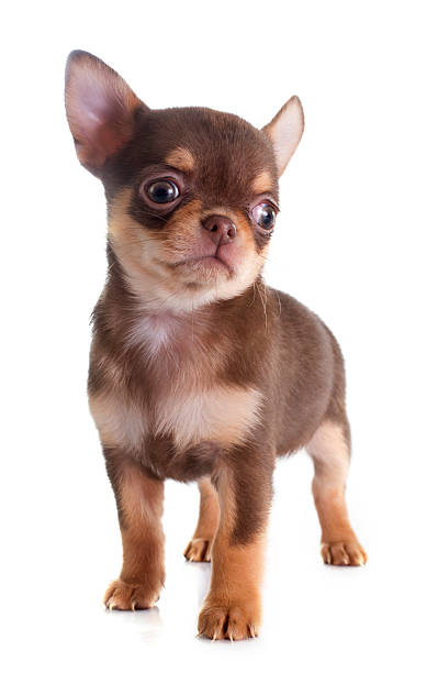 istock puppy chihuahua 535245861