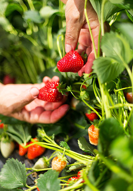 cueillir des fraises - chandler strawberry photos et images de collection