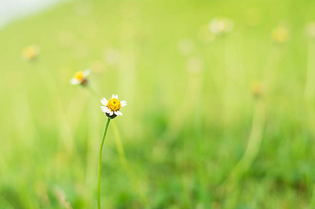 istock Tridax or Wild daisy flowers in garden 535260049