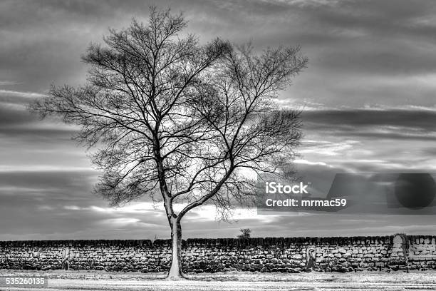 Mono Tree Stock Photo - Download Image Now - 2015, Agricultural Field, Atmospheric Mood