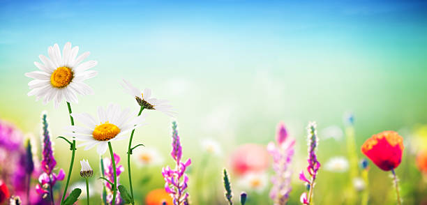 frühling meadow - daisy marguerite flower grass stock-fotos und bilder