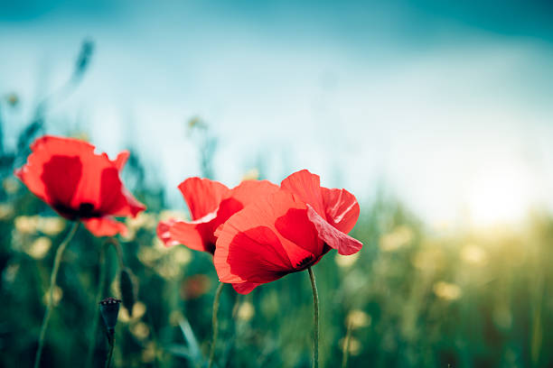 Beautiful Red Poppy