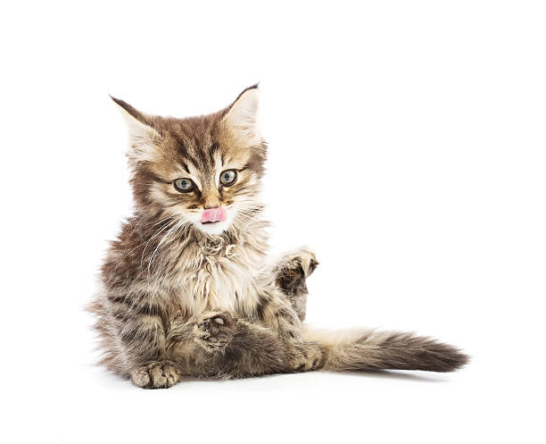 istock maine coon kitten isolated on white 535260631