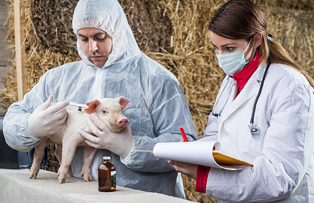 istock Veterinarian examing pig. 535260745