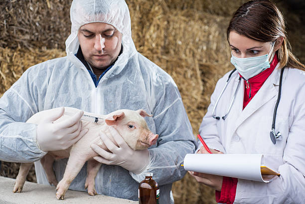 istock Veterinarian examing pig. 535260747