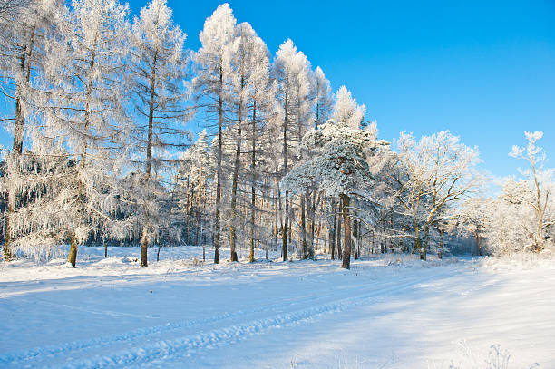 istock Beautiful winter landscape with snow covered trees 535261429