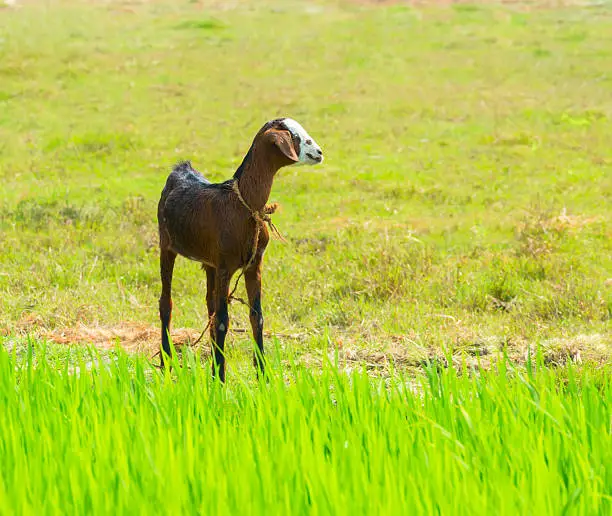 young brawn nanny-goat standing near green grass