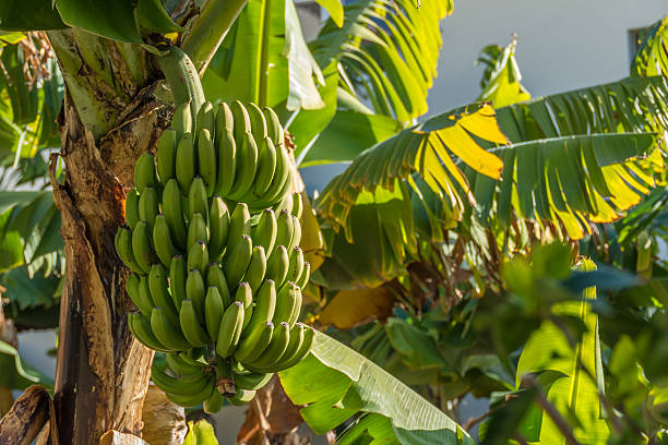 Bunch of Bananas in a plantation on the island of Madeira