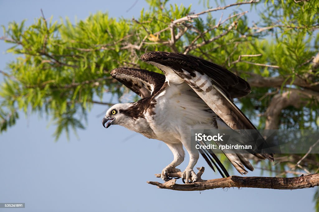 Osprey Osprey withwings stretched out 2015 Stock Photo