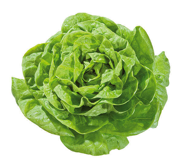 istock head of green lettuce 535262071