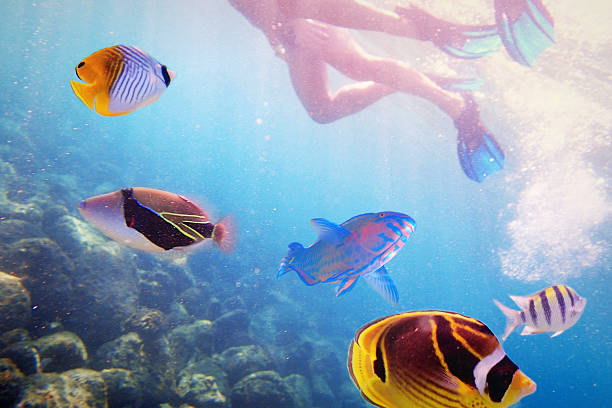 snorkelers with variety of tropical reef fish in kauai, hawaii - 蝴蝶魚 個照片及圖片檔