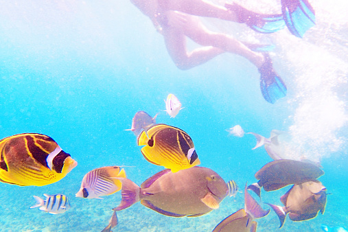 Snorkelers snorkeling in the tropical sea of Hawaii, surrounded by reefs and tropical fishes.