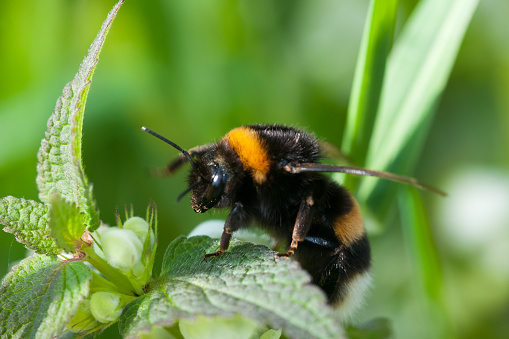 A macro of a buff-tailed bumblebee, Bombus terrestris pollinating on a white flowering plant