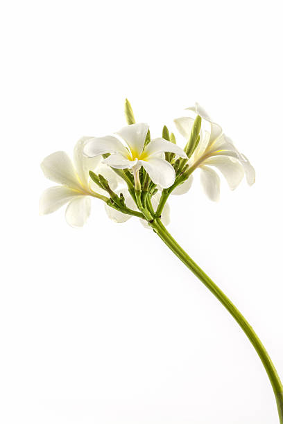 istock Plumeria or frangipani blossom. 535263453