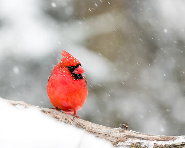 istock Male Cardinal In The Snow 535263577