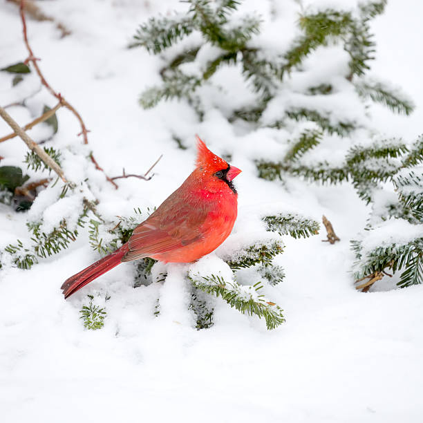 Male Cardinal In The Snow Male Cardinal perched on snow covered branch in snowstorm northern cardinal photos stock pictures, royalty-free photos & images