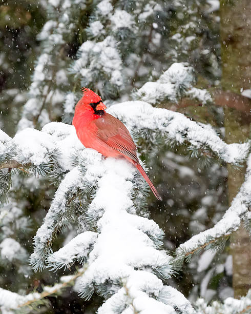 istock Male Cardinal In The Snow 535263581