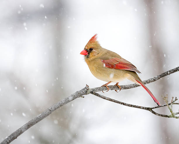 istock Female Cardinal In The Snow 535263589