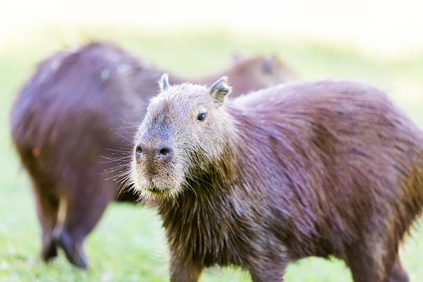 istock Capybara on fresh green grass in Pantanal, Brazil 535264451