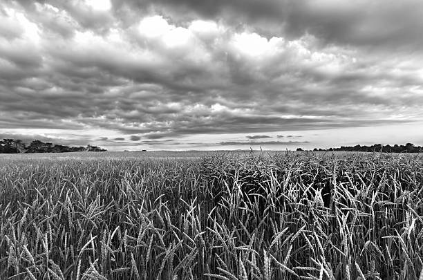istock Rural landscape, wheat black and white 535264681