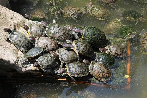 istock Group of turtles in Vietnam 535264713