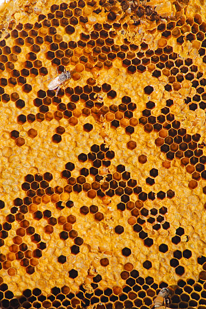 istock Honeycomb full of honey 535265175