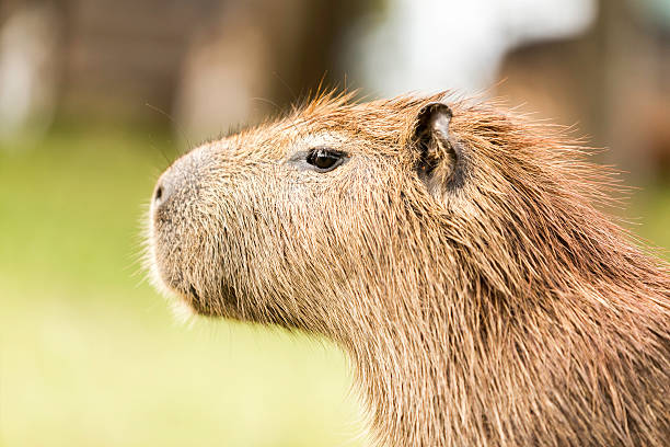 Capybara on fresh green grass in Pantanal, Brazil