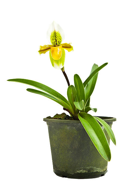 istock Yellow ground orchid 535266969