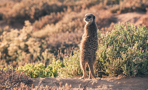 istock Meerkat at sunrise standing towards the sun. Warming up. 535267051